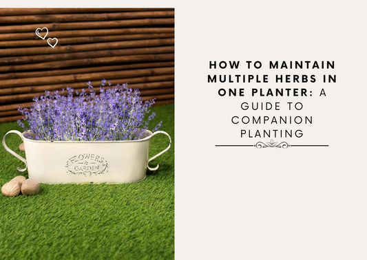 How to Maintain Multiple Herbs in One Planter: A Guide to Companion Planting