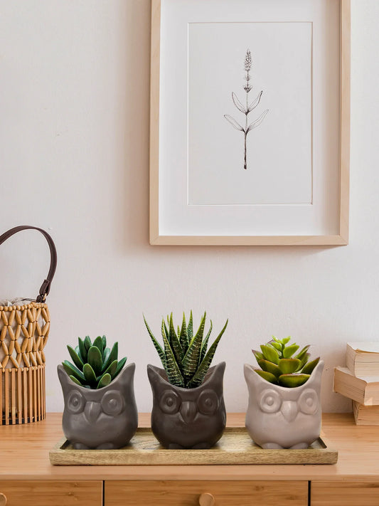 Set of Three Resin Owl Pots with Wooden Base