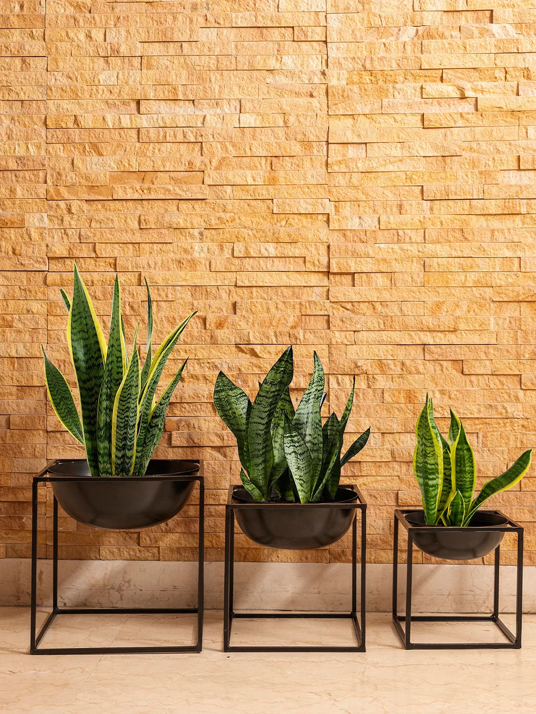 Set of Three Black Dome Square planter stands