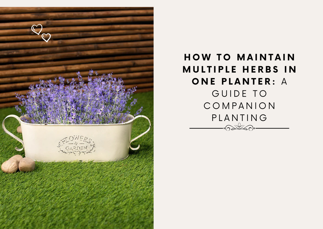 How to Maintain Multiple Herbs in One Planter: A Guide to Companion Planting